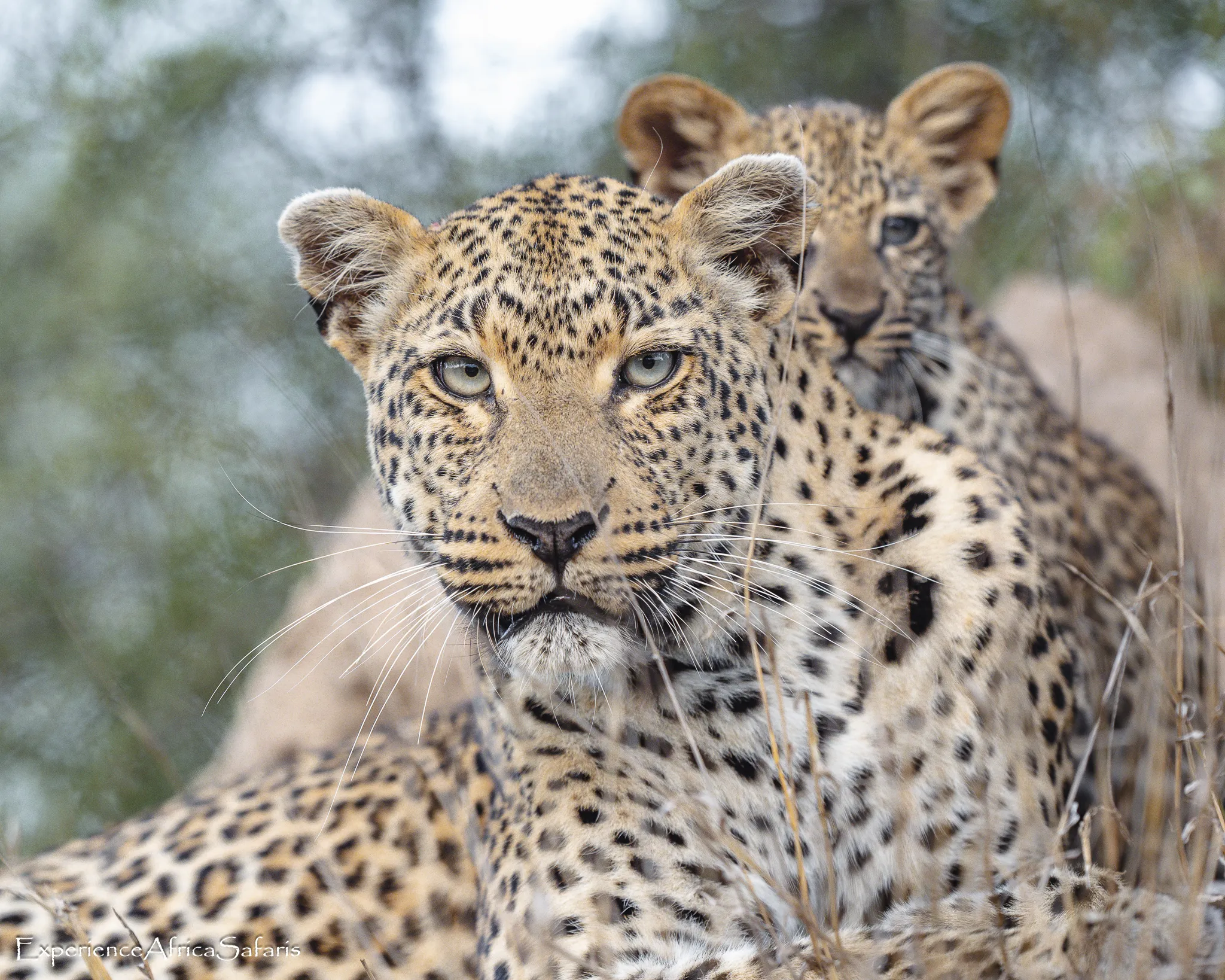 Lion in the Kruger